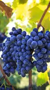 Grapes Black 1kg