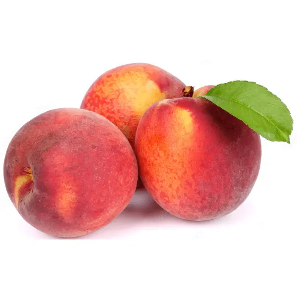 آڑو